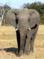 african elephant